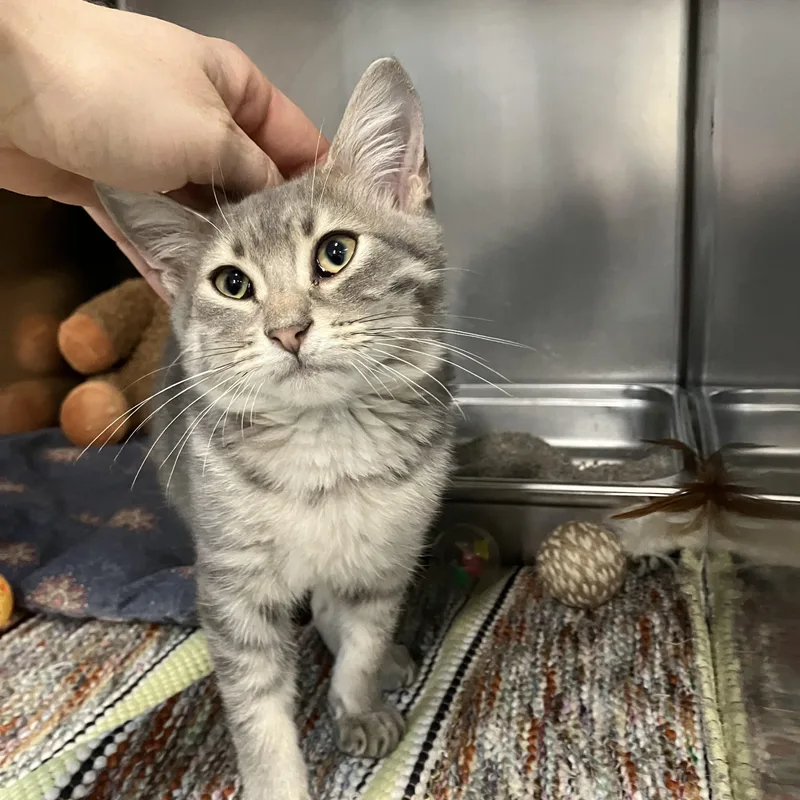 A baby small-sized male Tabby (Gray / Blue / Silver) Domestic Short Hair cat named Moto for adoption in Saint Charles, MO