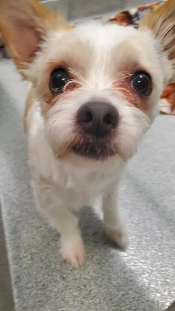 An adult small-sized male Mixed Breed dog named Toby for adoption in Columbia, TN