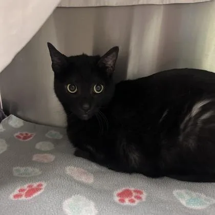 An adult medium-sized female Domestic Short Hair cat named Cece for adoption in Merriam, KS