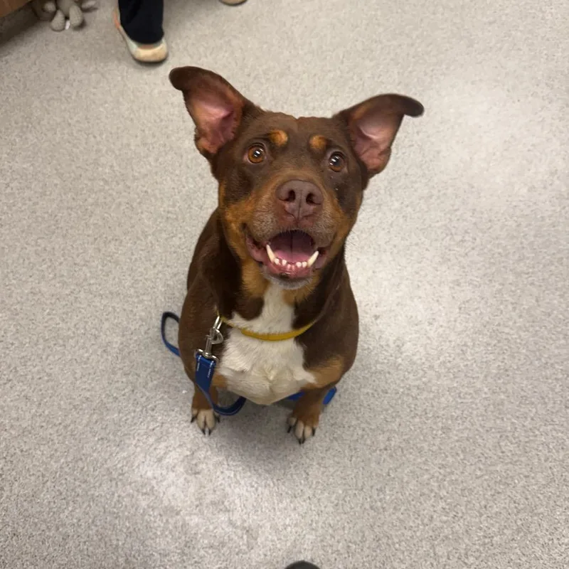 An adult medium-sized female Brown / Chocolate Mixed Breed dog named Turtle Dove for adoption in Naperville, IL