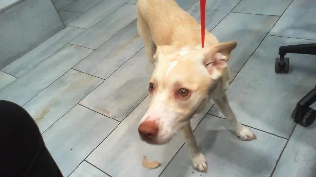 A young medium-sized female Siberian Husky dog named A for adoption in Charlotte, NC