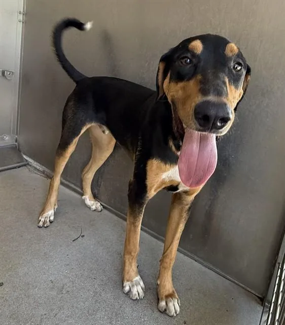 A young large-sized male Black and Tan Coonhound dog named Ranger for adoption in Lancaster, CA