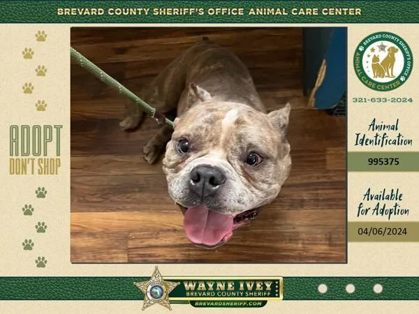 An adult large-sized male Mixed Breed dog named Jax for adoption in Melbourne, FL