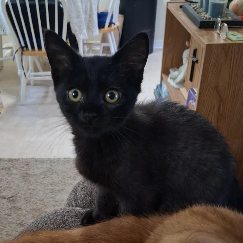 A baby small-sized male Black Domestic Medium Hair cat named Mars C for adoption in Princeton, MN