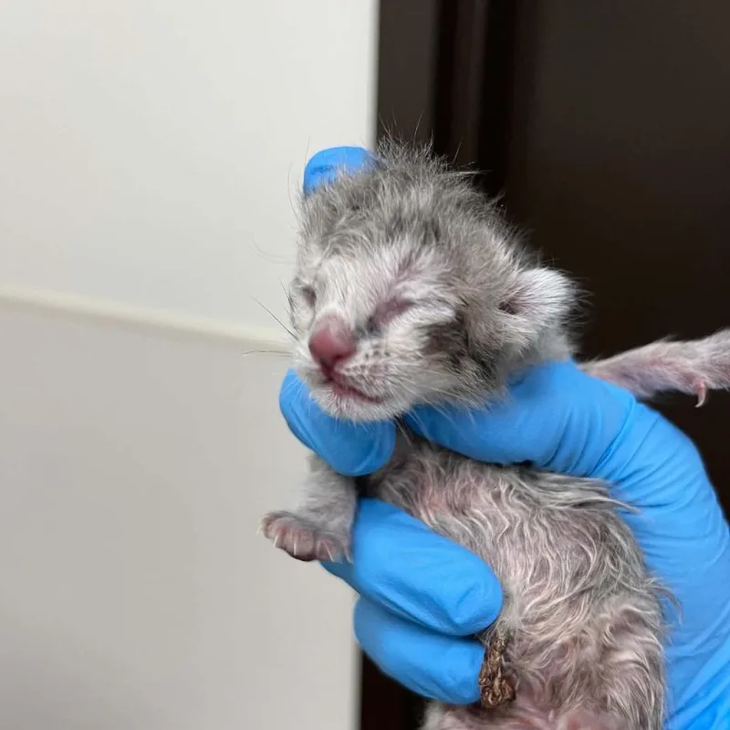 A baby small-sized male Gray / Blue / Silver Domestic Short Hair cat named Basil for adoption in Harrisonburg, VA