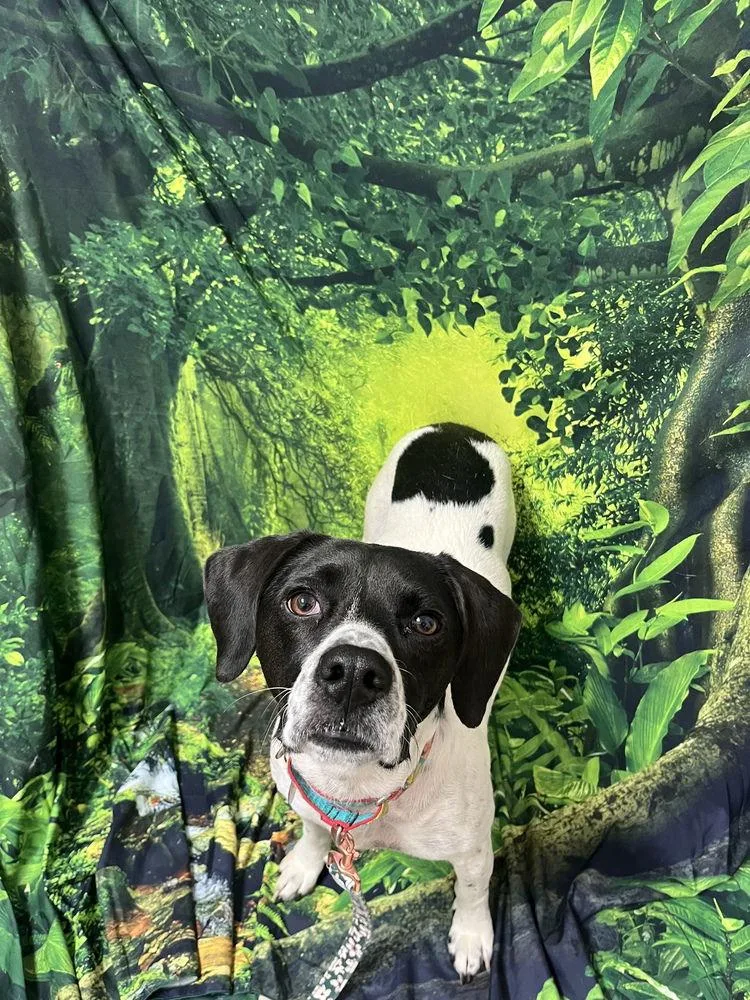 An adult medium-sized female English Pointer dog named Addie for adoption in Candler, NC