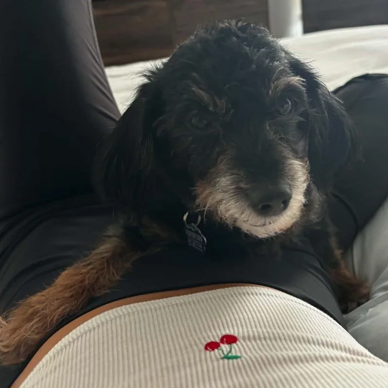 A young small-sized male Miniature Poodle dog named Bartlebee for adoption in Cherry Hill, NJ