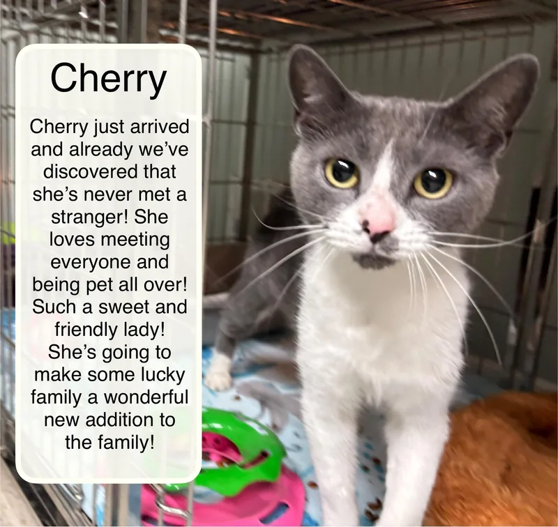 A young medium-sized female Gray & White Domestic Short Hair cat named Cherry for adoption in Ellicott City, MD