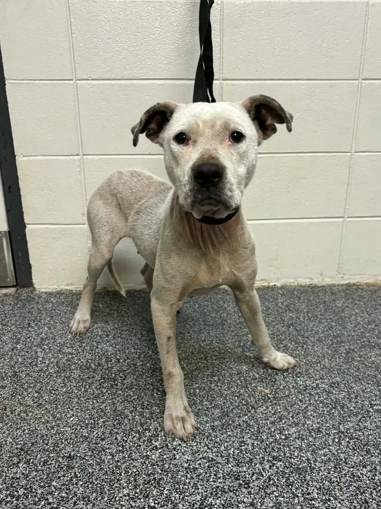 A young medium-sized female Mixed Breed dog named D Clairborne for adoption in Tifton, GA