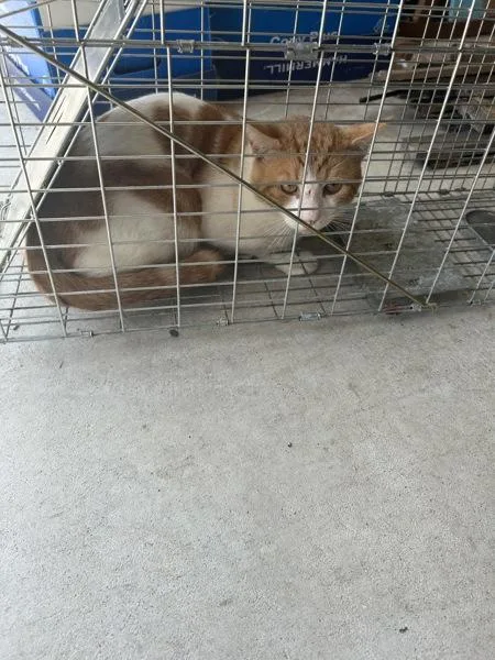 An adult small-sized male Domestic Short Hair cat named Cheeto for adoption in Virginia Beach, VA