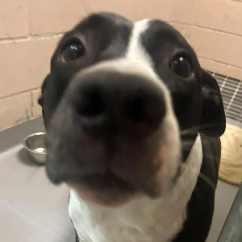 An adult large-sized female Black American Bulldog dog named Shasta for adoption in Tacoma, WA