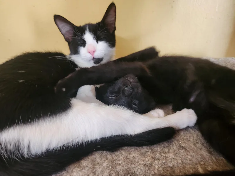 A baby large-sized female Black & White / Tuxedo Domestic Short Hair cat named Alyssa for adoption in Berkeley Heights, NJ