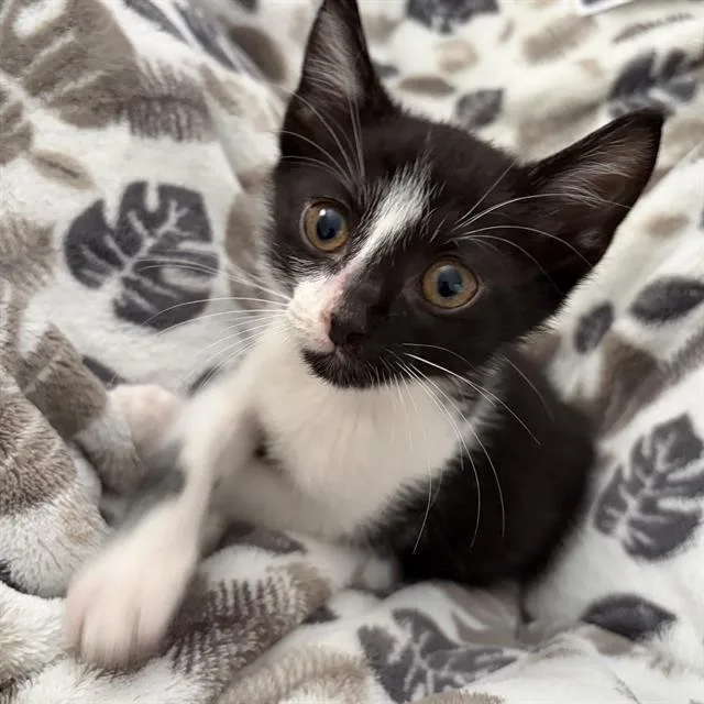 A baby small-sized female Domestic Short Hair cat named Oreo for adoption in San Antonio, TX