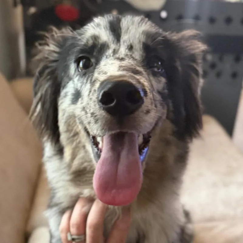 A young medium-sized male Black Australian Shepherd dog named Rory for adoption in Farmersville, OH