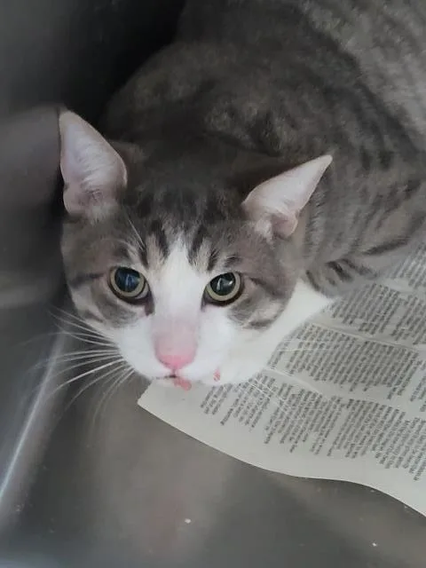 An adult small-sized male Domestic Short Hair cat named A for adoption in Los Angeles, CA
