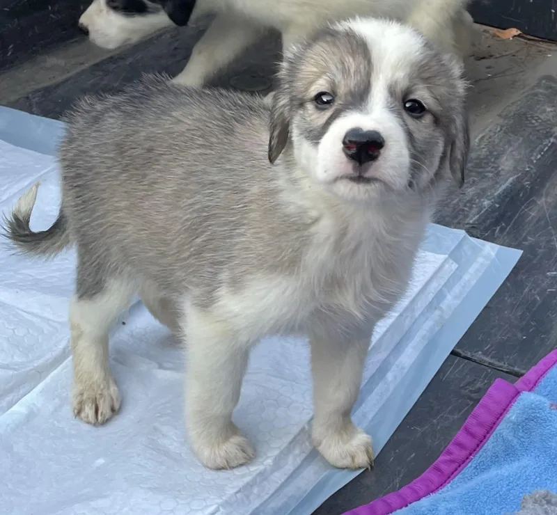 A baby medium-sized female Tricolor (Brown, Black, & White) Great Pyrenees dog named Little Girl for adoption in Chicopee, MA