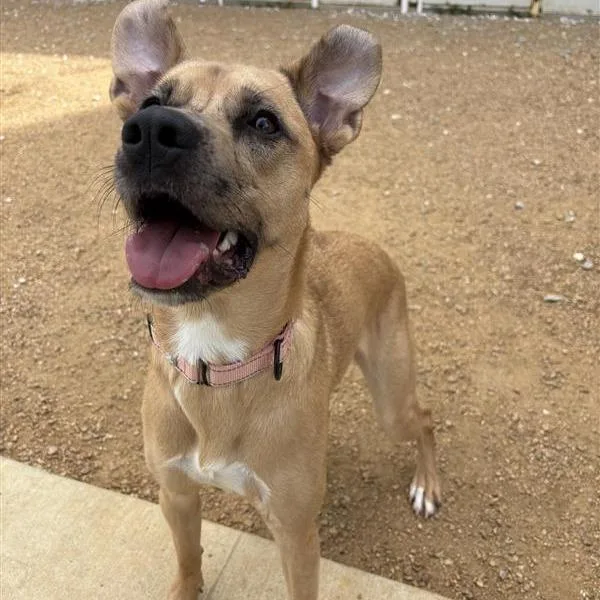 A young medium-sized female Brown / Chocolate Mixed Breed dog named Daphne for adoption in Bentonville, AR