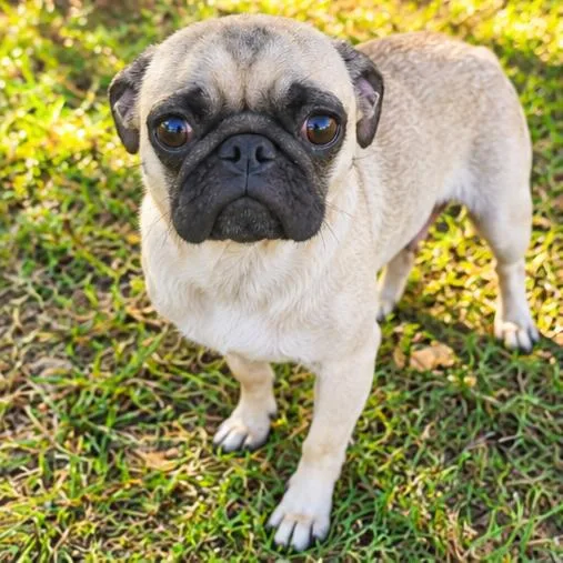 A young small-sized female Yellow / Tan / Blond / Fawn Pug dog named Lucila for adoption in Foley, AL
