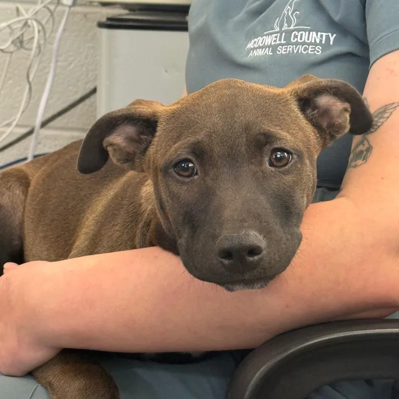 A baby small-sized male Brown / Chocolate Pit Bull Terrier dog named Otis for adoption in Morganton, NC