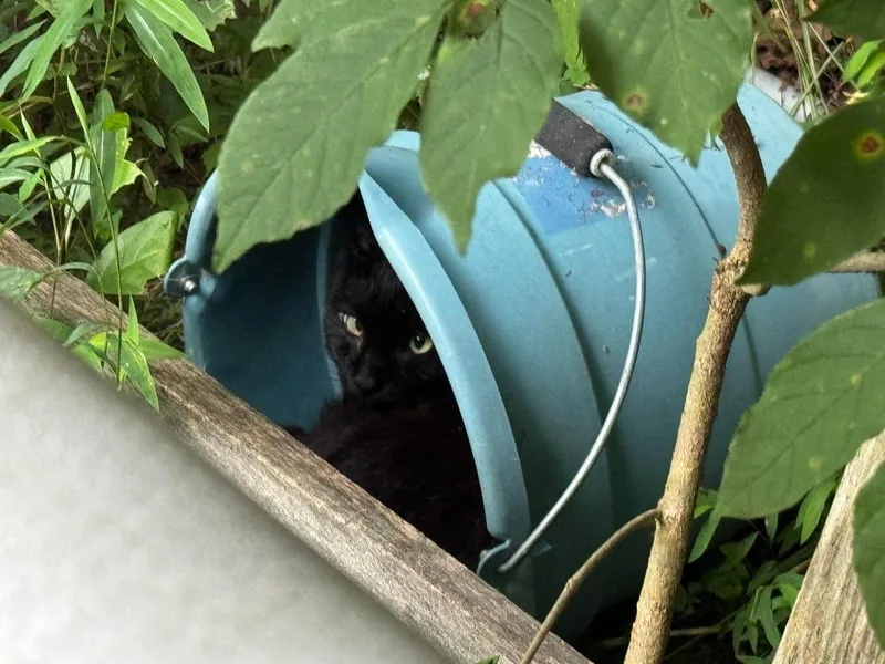 A young medium-sized male Domestic Short Hair cat named Working Cat: Robin for adoption in Bloomington, IN
