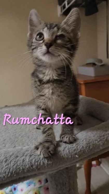 A young small-sized female Domestic Short Hair cat named B Rumchata Petsmart Summerville for adoption in North Charleston, SC