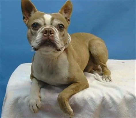 An adult medium-sized male Boston Terrier dog named Bosco for adoption in Gardena, CA