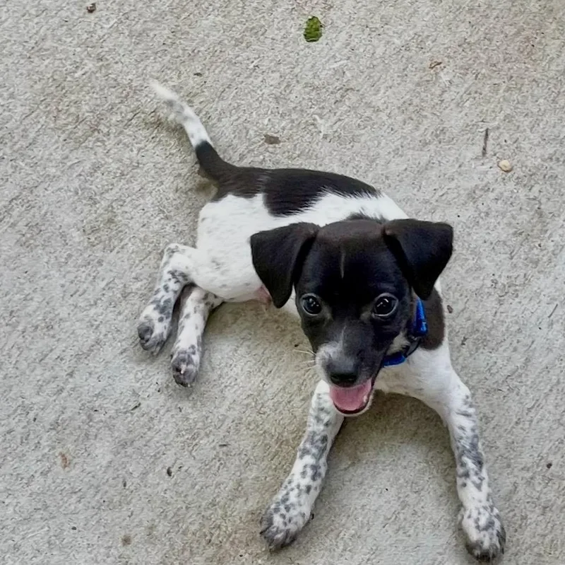 A baby medium-sized male Black Chiweenie dog named Desi for adoption in Cordova, TN