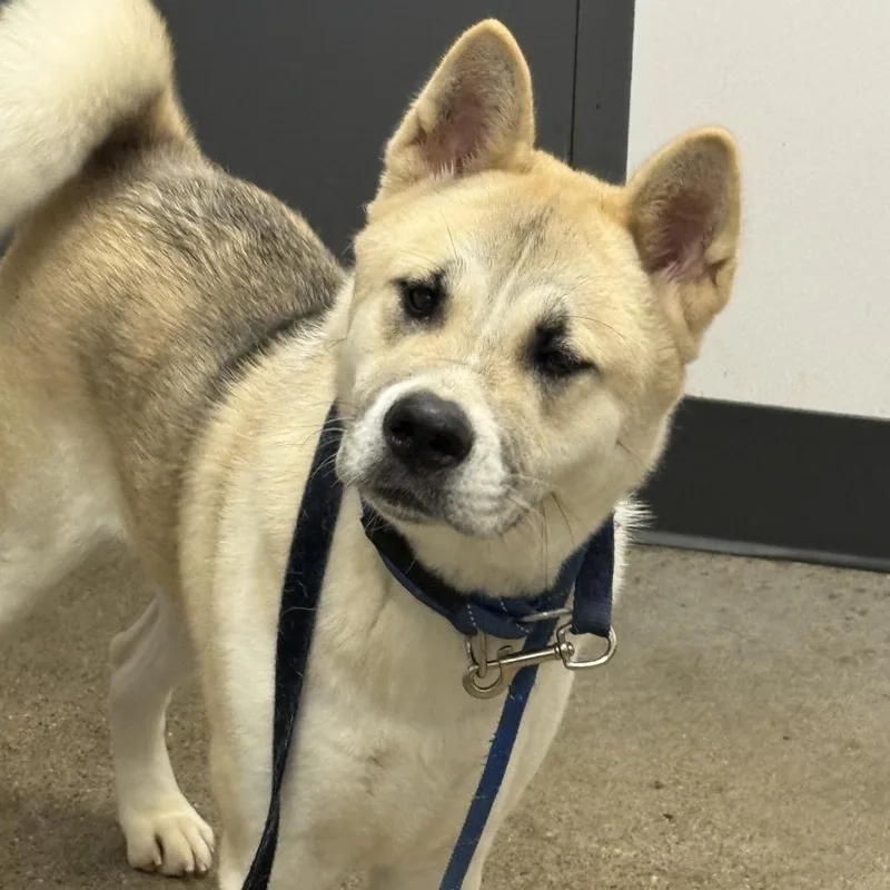 A young large-sized female Yellow / Tan / Blond / Fawn Akita dog named Zoey for adoption in Avon, OH