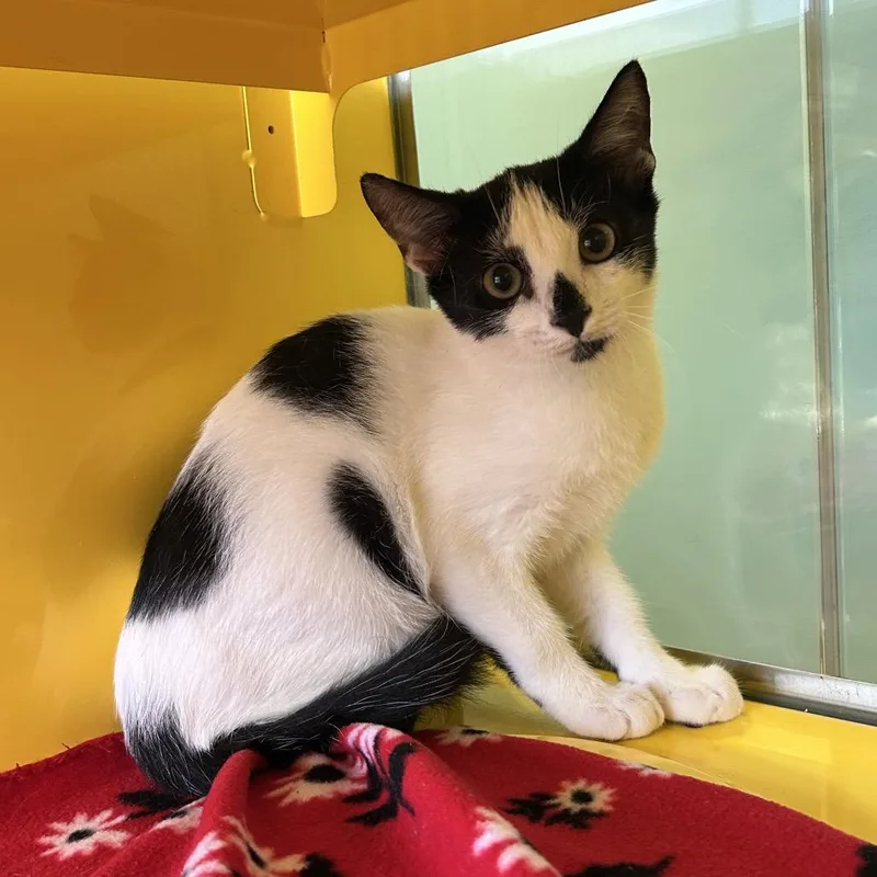 A baby small-sized male White Domestic Short Hair cat named Eugene for adoption in Abilene, TX