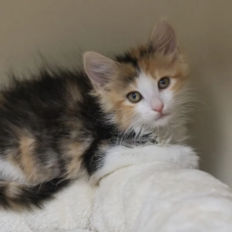 A baby small-sized female Calico Domestic Medium Hair cat named Alice for adoption in Los Angeles, CA