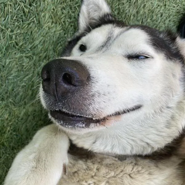 An adult large-sized female Husky dog named Leah for adoption in Long Beach, CA