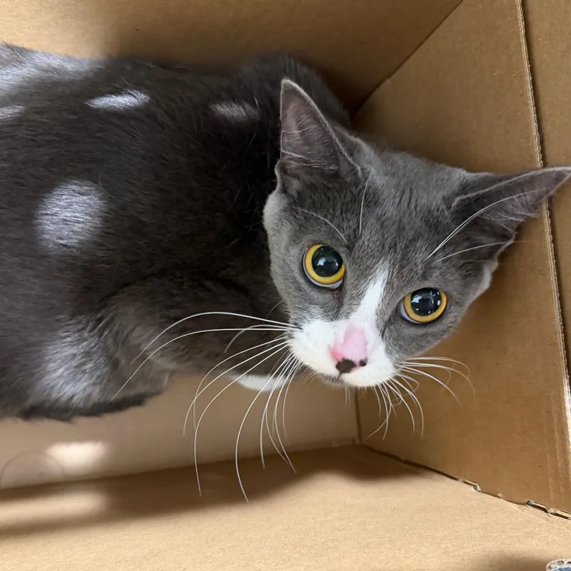 A young medium-sized female Domestic Short Hair cat named Jelly for adoption in Tampa, FL
