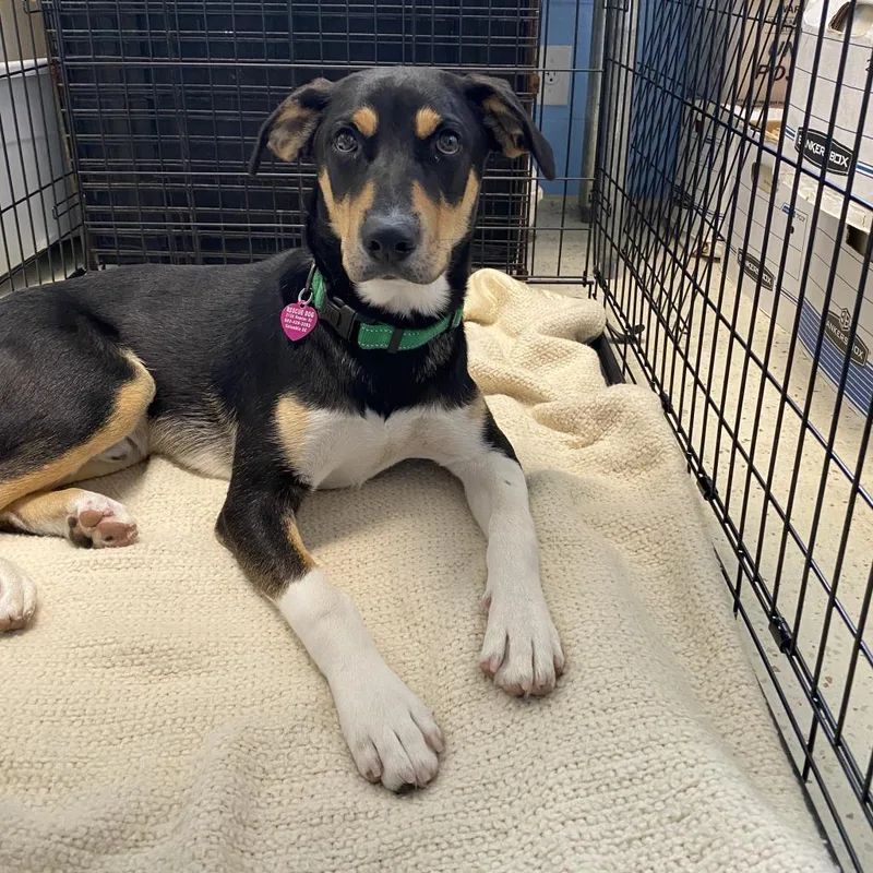 An adult medium-sized male Black Mixed Breed dog named Hunter AKA Gordo for adoption in LOXAHATCHEE, FL