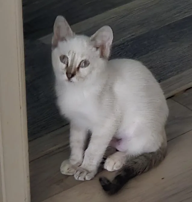 A baby medium-sized female Gray & White Siamese cat named Mocha for adoption in Lafayette, LA