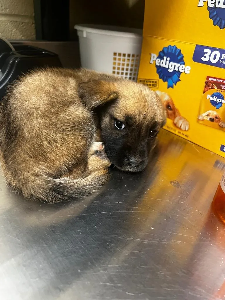 A baby medium-sized male Mixed Breed dog named Pluto for adoption in Douglasville, GA