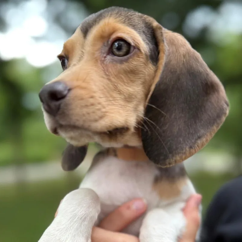 A baby small-sized female White / Cream Beagle dog named Ruth for adoption in Normal, IL