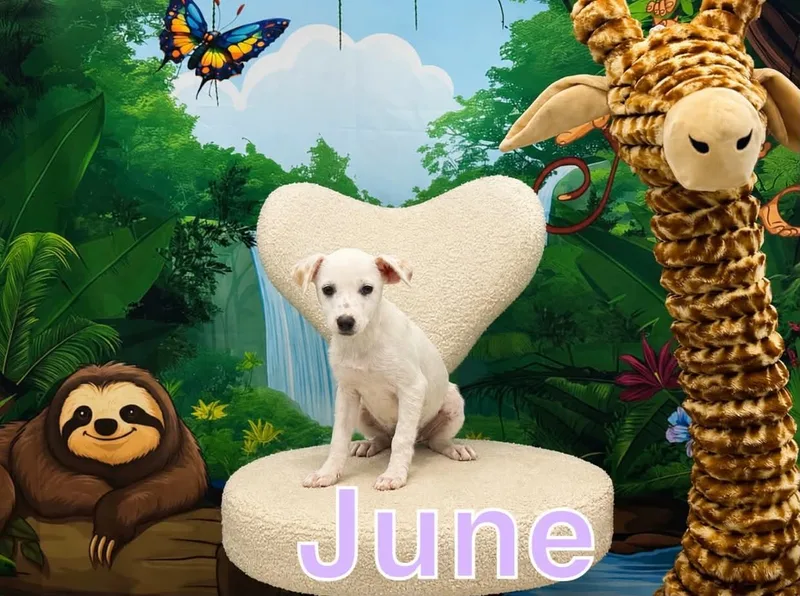 A baby medium-sized female Terrier dog named June for adoption in Marine City, MI