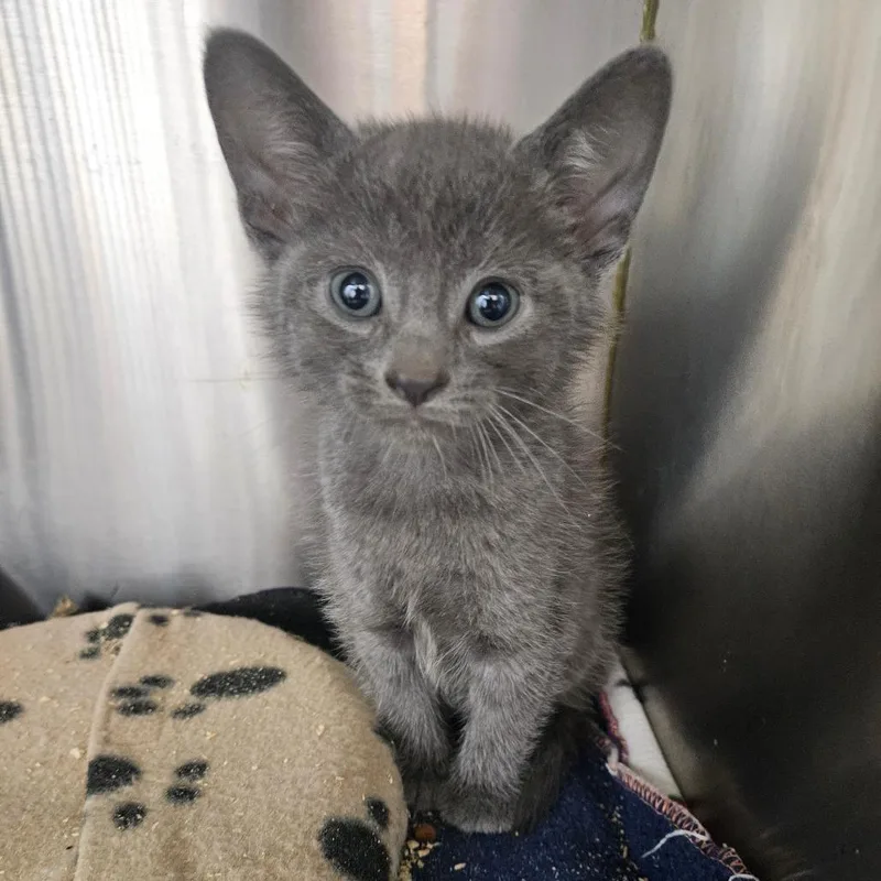 A baby small-sized male Gray / Blue / Silver Domestic Short Hair cat named Daemon for adoption in Ridgely, MD