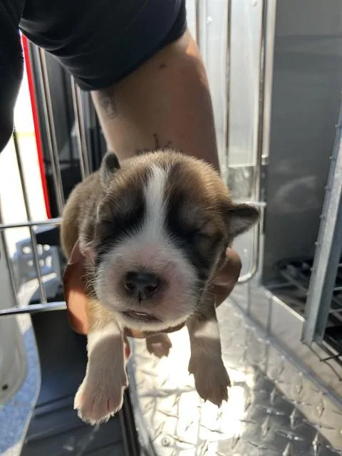 A baby small-sized male Mixed Breed dog named Milkieway for adoption in Dallas, TX