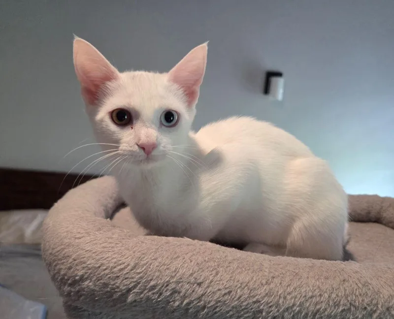A young small-sized female White Domestic Short Hair cat named Calista for adoption in Easley, SC