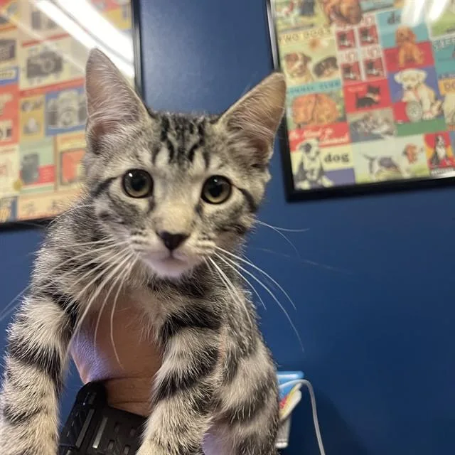 A baby small-sized female Domestic Short Hair cat named Misty for adoption in Thousand Palms, CA