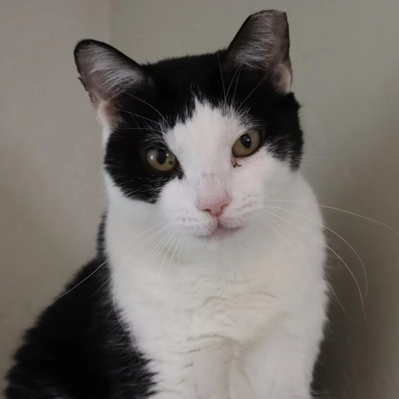 An adult small-sized female Black Domestic Short Hair cat named Catfish for adoption in Tucson, AZ