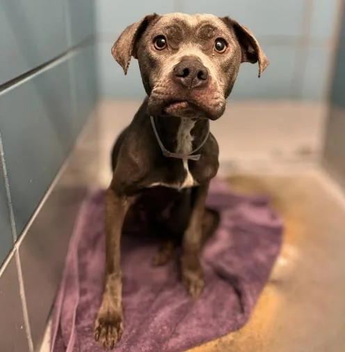 An adult medium-sized female Staffordshire Bull Terrier dog named Mila for adoption in Houston, TX