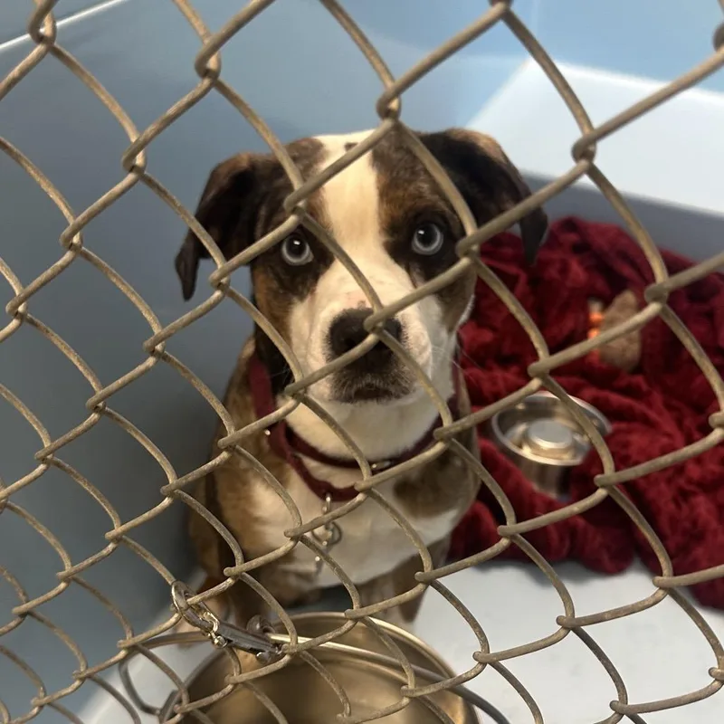 An adult medium-sized male Brown / Chocolate Mixed Breed dog named Sinatra for adoption in Mentor, OH