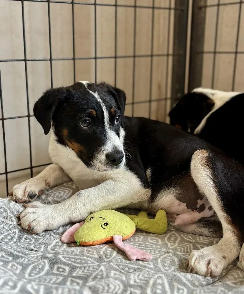 A baby small-sized male Australian Cattle Dog / Blue Heeler dog named Zeke for adoption in Thompson Falls, MT