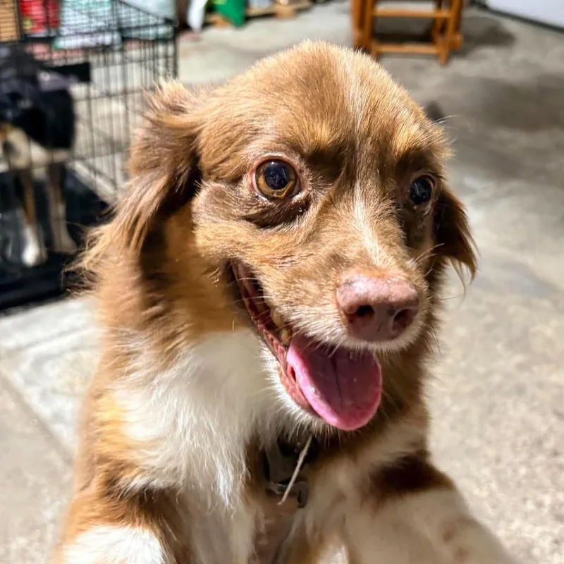 An adult small-sized male Australian Shepherd dog named Maximus Decimus Meridius for adoption in Ada, MN