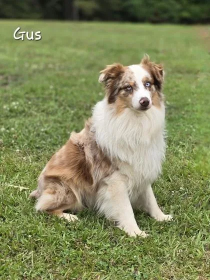 Gus