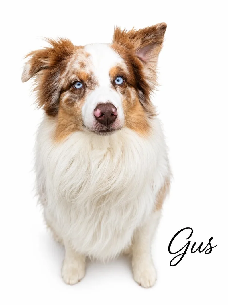 Gus thumbnail 2
