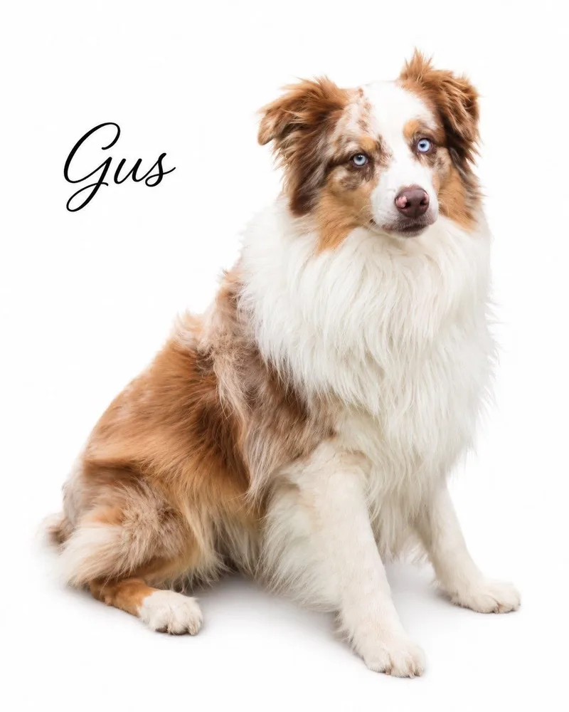 Gus thumbnail 3