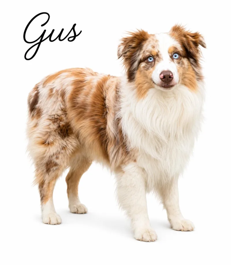 Gus thumbnail 4